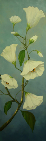 Campanule