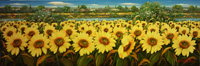 I girasoli