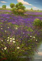 Campo di lavanda