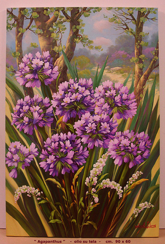 Agapanthus
