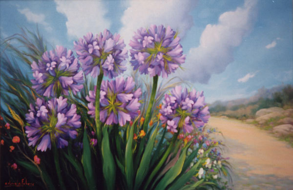 Agapanthus
